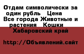 Отдам символически за один рубль › Цена ­ 1 - Все города Животные и растения » Кошки   . Хабаровский край